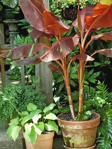 Musa - 'Siam Ruby' - Live Banana Plant