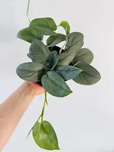 Scindapsus Platinum Lava - Rare Aroid - 6" Pot