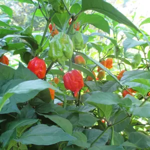 Lot of 3 (75+ DAYS OLD) CAROLINA REAPER Super Hot Pepper LIVE PLANT