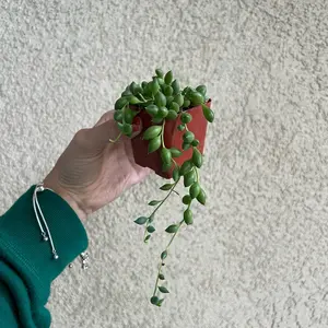 String of Tears / String of Raindrops / Senecio Herreianus / Succulent