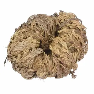 Rose of Jericho (Resurrection Plant) – The Miracle Fern for Love, Prosperity &amp; Renewal