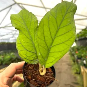 Hoya Meredithii in a 4”” Pot Live Houseplants