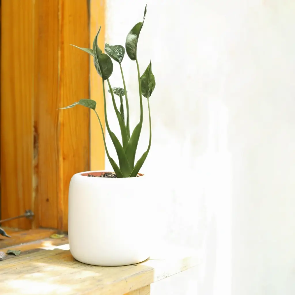 Alocasia 'Tiny Dancer'