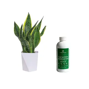 Livestream-Exclusive Link-Snake Plant Live Plant Sansevieria Trifasciata Non-GMO Easy Grow Drought Tolerant Indoor Outdoor Potted Plant Home Office Balcony Garden Ornamental Evergreen Succulent Low Maintenance