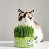 Organic Cat Grass Grow Kit - Non-GMO Universal Wheat, 4-7 Day Fast Sprouting, Vermiculite Soilless Desk-Ready Tin, Food-Safe Reusable, 7-Day Fresh Grass, Fiber Boost for Digestion, Hairball Aid, 1 Quantity, 36 Months Shelf Life, All Ages Cats Indoor Use
