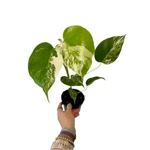 5” Monstera Albo - High Variegation