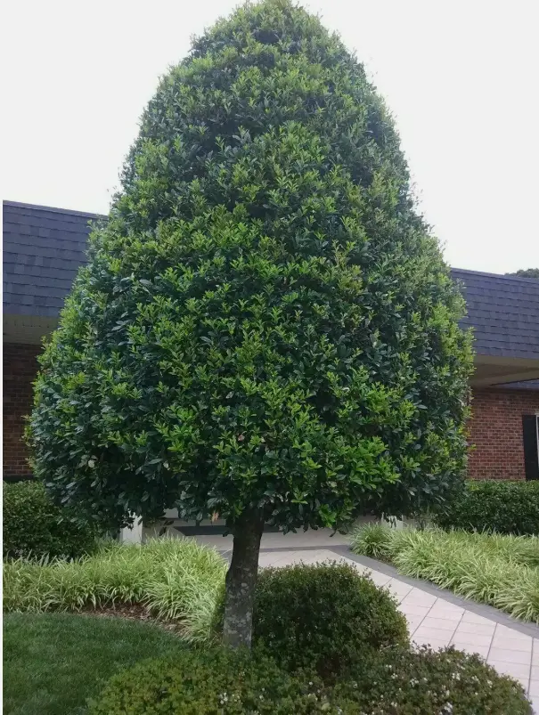 Foster Holly Tree Live Plant - 6-12" Tall - Quart Pot - Fast Growing Evergreen Tree