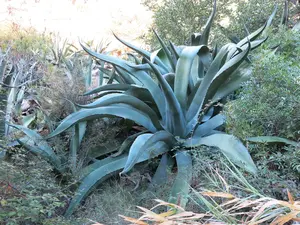 Century Plant Agave