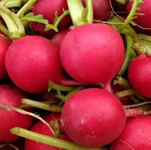TomorrowSeeds - German Giant Radish Seeds -  Large Red Globe Radishes Big Crimson NonGMO Garden Fresh Vegetable Seeds For 2024 Season