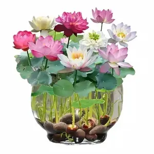 20 Mixed Color Bonsai Lotus Seeds for Ornamental Ponds & Home Planting - Easy to Plant, All Seasons, Open Mouth Bowl Variety