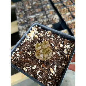 Conophytum pellucidum var terricolor - April Farm/Rare Succulents