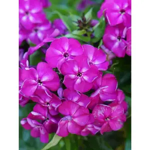 Green River 50 Bambini Desire Phlox Seeds - Perennial Flowers Pack, Compact Growing Habit, Vibrant Garden Accent, Ideal For Pots And Edges, Pollinator Magnet, Easy-To-Grow Perennial Beauty