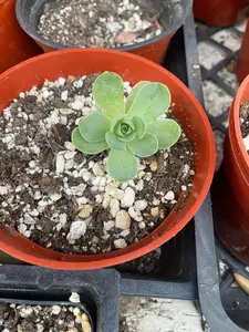 Greennovia rare succulent