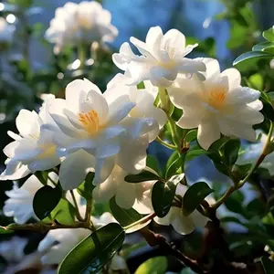 25+ Jasmine Seeds – High 90% Germination, Easy-to-Grow Perennial for Garden & Potted Beauty, Non-GMO Heirloom