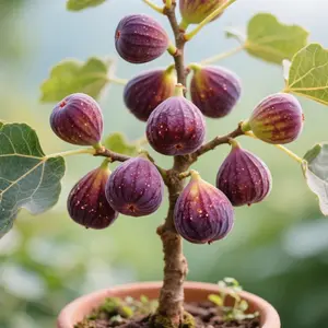 200 Cold Hardy Fig Tree Seeds – Fast Growing Fruit Plant, Winter Resistant, Ideal for Backyard & Home Garden Planting