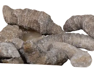 Fossilized Horn Coral 1lb – Natural Fossil Specimens | Rough Coral Fossils for Collection, Display & Educational Use