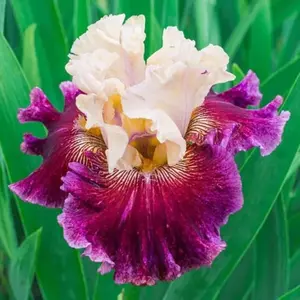 50 Heirloom Iris Seeds Fragrant Flower Plant (much less money than bulbs) - FRESH SEEDS - Limited Supply - Order Soon - Thank You