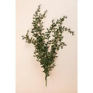 String of Pearls Succulent