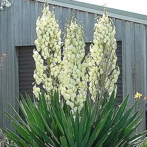 Yucca Filamentosa Plant