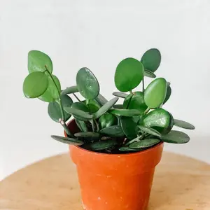 String of Coins Live Plant in 4in pot.