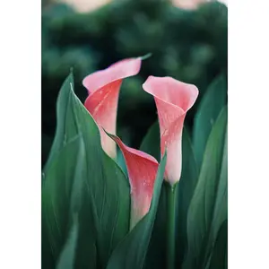 Lily - Paint By Number