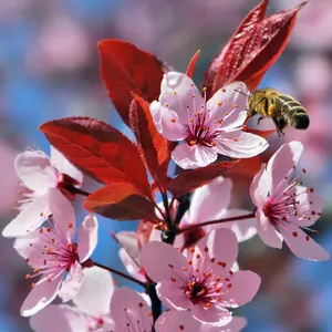 Prunus Cerasifera Seeds Cherry Plum Ornamental Edible Fruit Used in Jams, Jellies Garden Borders Outdoor 200+ Flower Seeds by  Garden