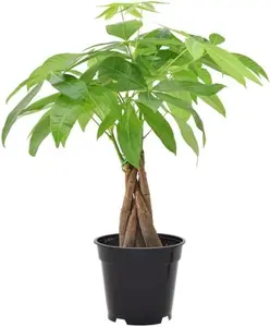 Money Tree, Easy Care Indoor Plant, Home Décor, Birthday Gift, Outdoor Garden Gift