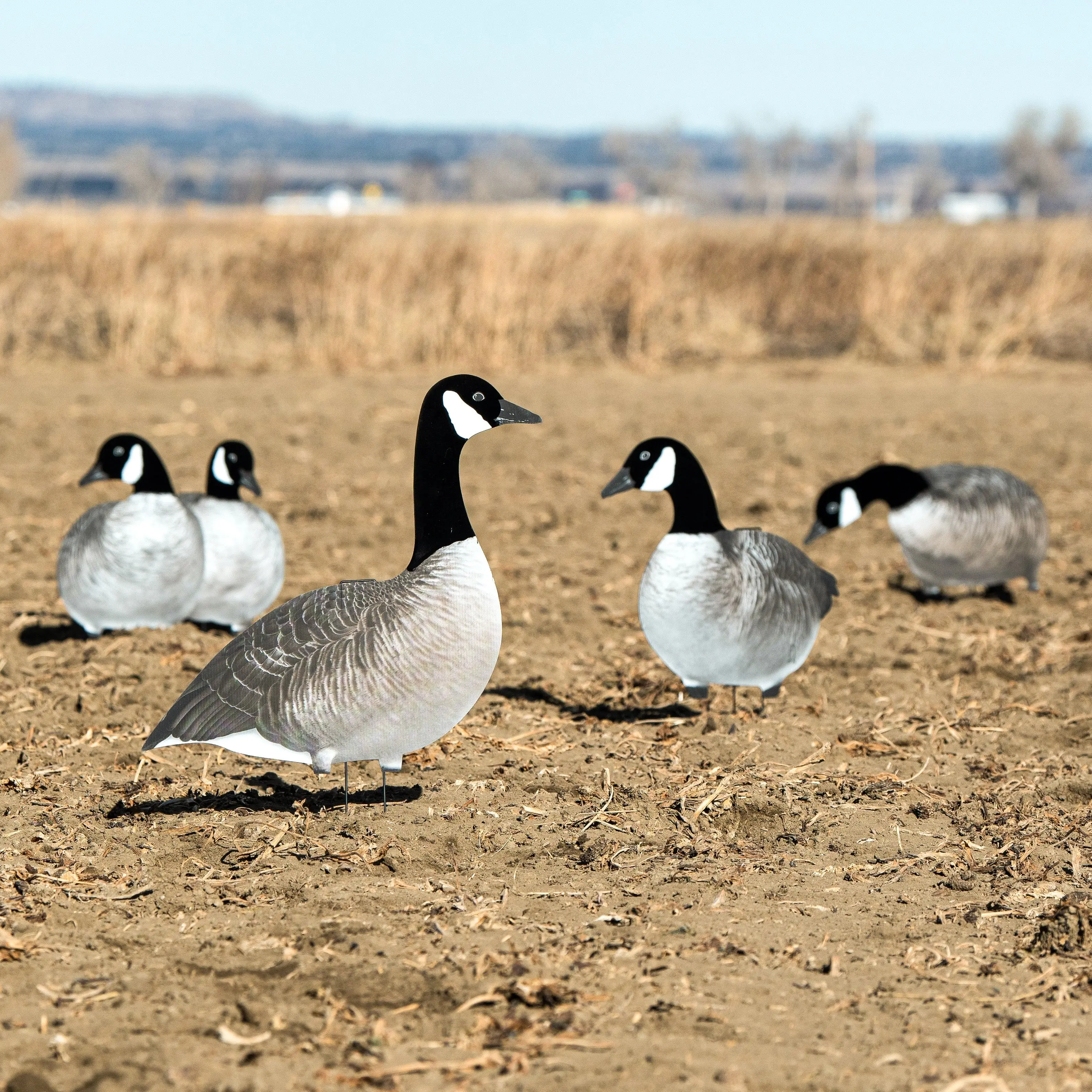 V2AF Alternate Flocked Canada Goose Silhouettes