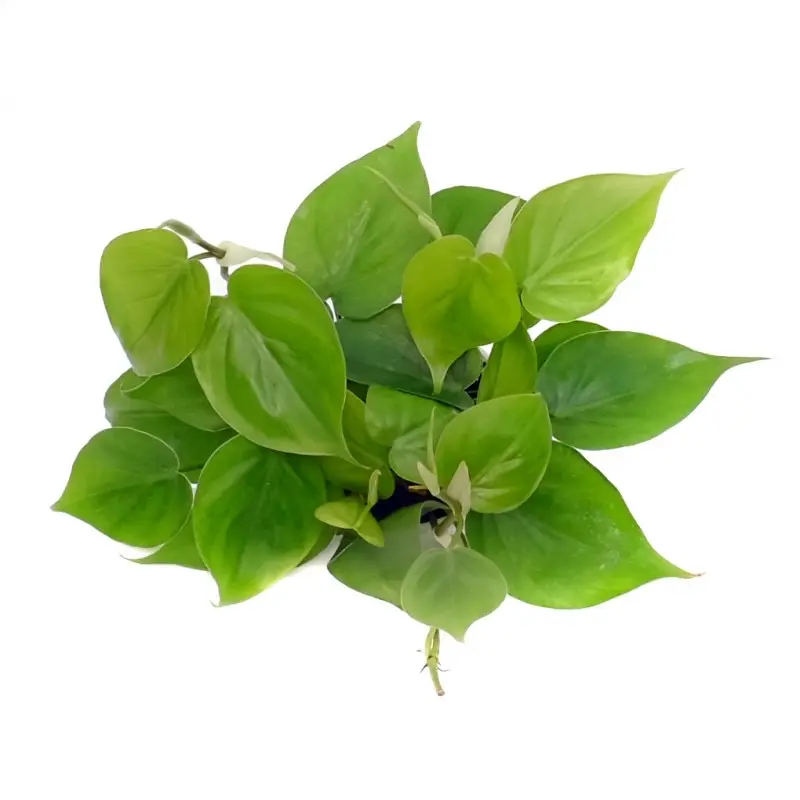 Green Cordatum 4” - Vining house plant