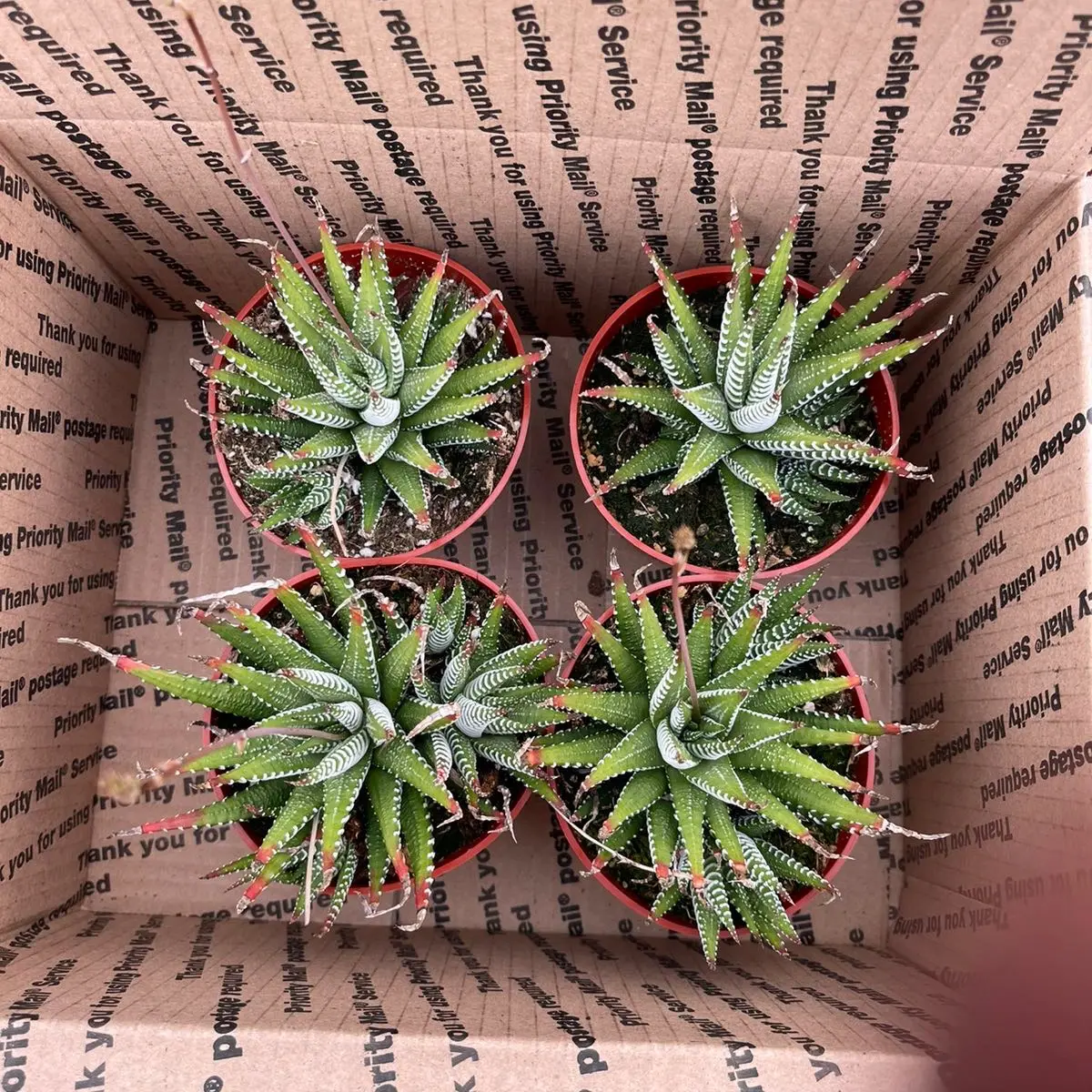 4 pack Zebras haworthia bedroom Sculpture