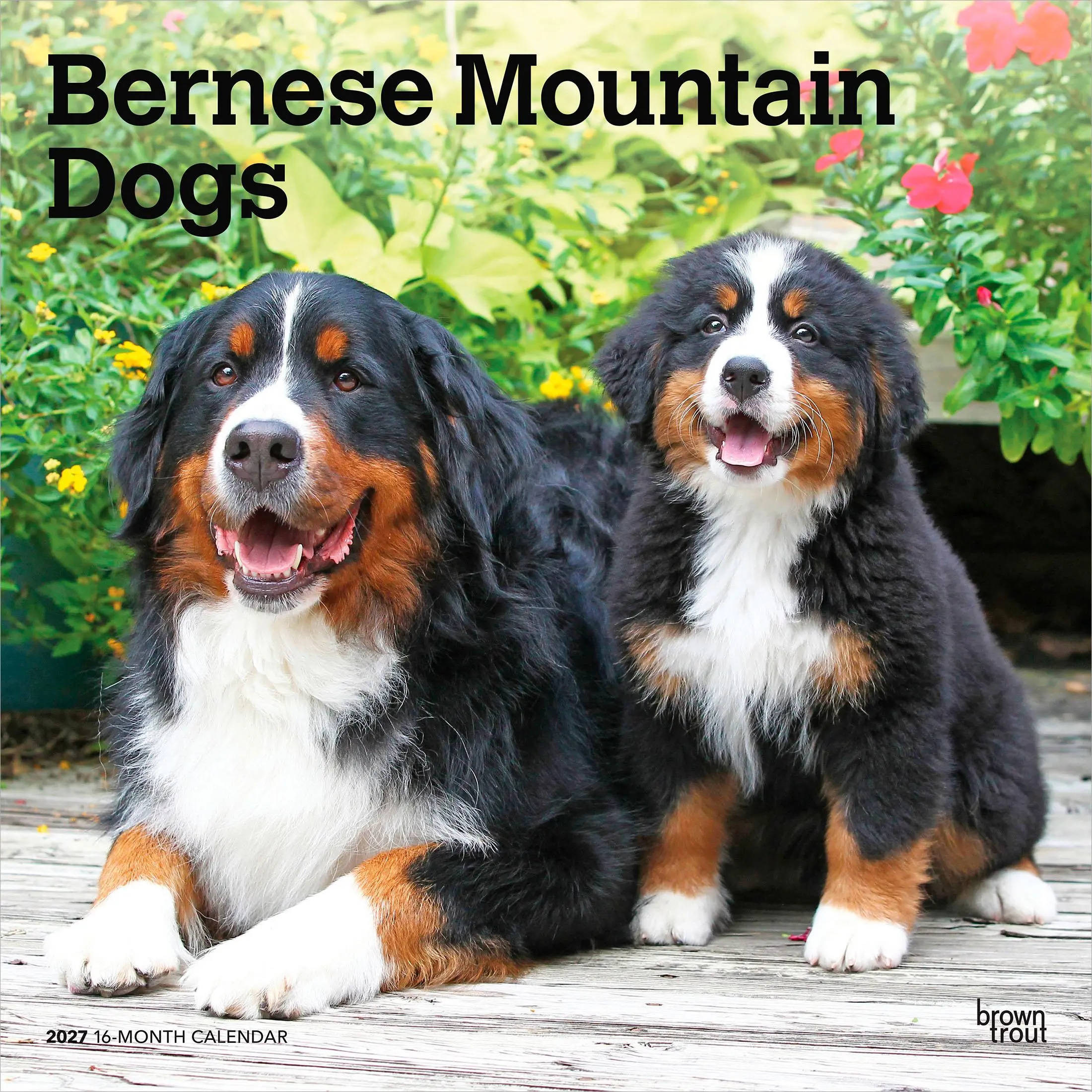 Bernese Mountain Dogs | 2027 12 x 24 Inch (Hanging) Monthly Square Wall Calendar | Plastic-Free | BrownTrout | Animals Breeds