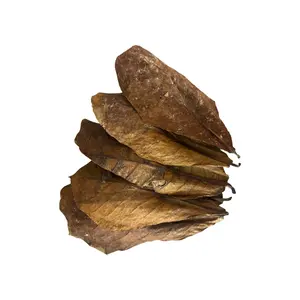 Indian Almond Leaves / Catappa Leaves Mini-Large Botanical Leaves