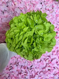 17 Inch Lime English Garden Hydrangea Bush