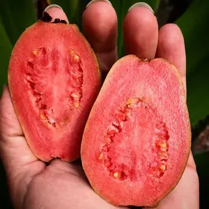 guava ruby supreme  tree 1 gal