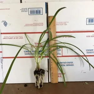 Agapanthus 'Getty White' Lily of the Nile Live Starter Plants - White Outdoor Flower for Home Garden Supplies