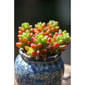 2"Live Succulent pink jelly bean