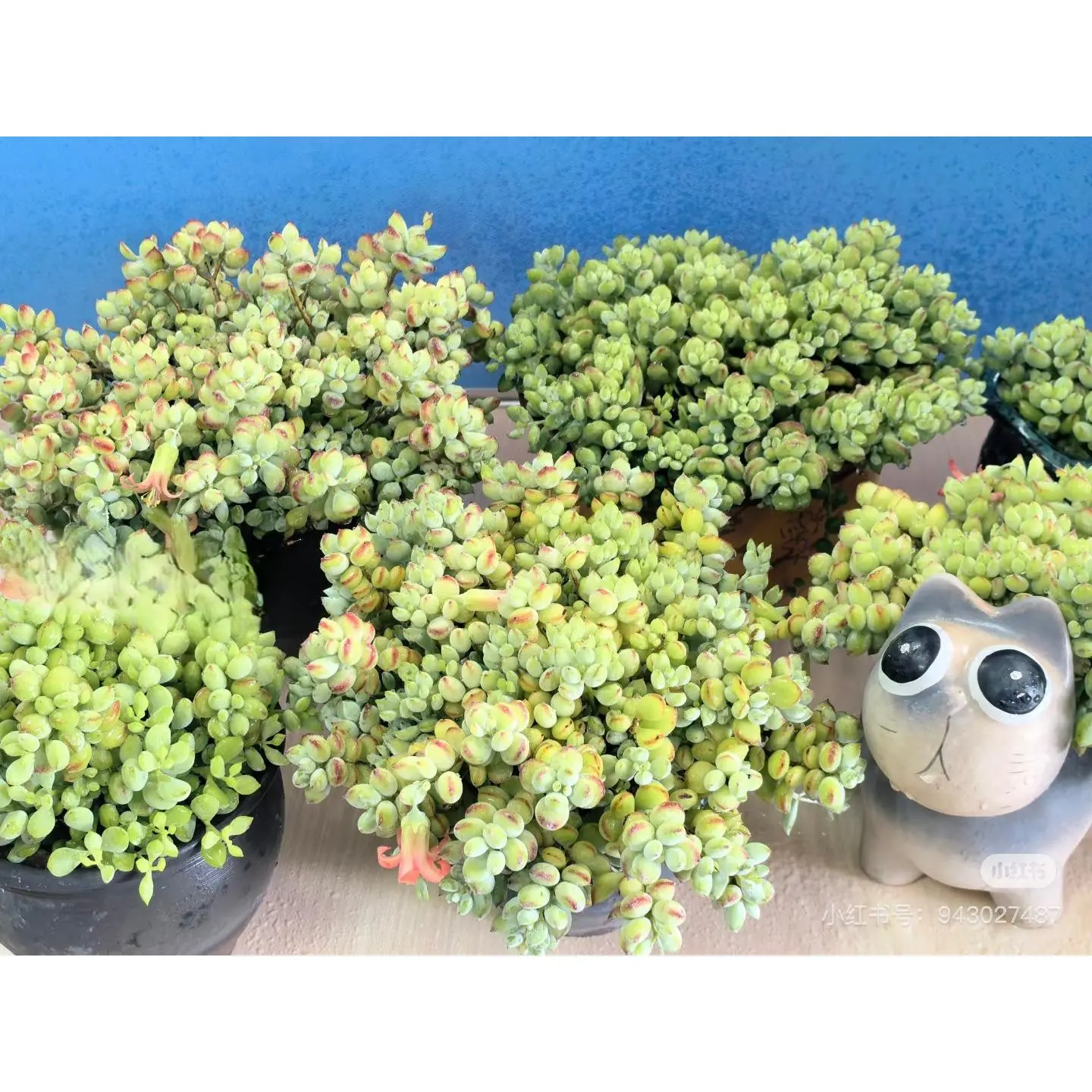 2"Live Succulent (Cotyledon pendens) 2"Live Succulent (Cotyledon pendens)