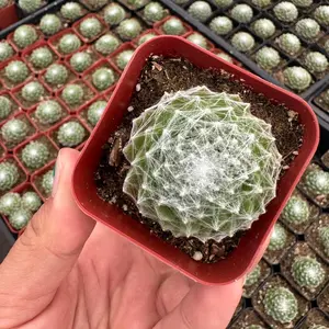sempervivum cobweb hens and chicks 2 inch pot