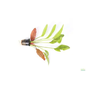 Red Diamond Sword (Echinodorus)