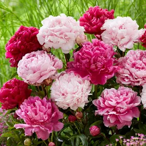 Perennial Peony Plant Seed – Non-GMO Heirloom Fragrant Flowers for Outdoor Gardens, Attracts Bees & Butterflies, Easy to Grow