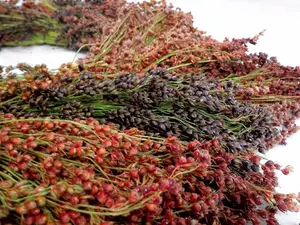 TomorrowSeeds - Rainbow Colors Broom Corn Seeds -  Sorghum Bicolor Mixed Colors Mulicolor Millet Fall Decoration Flower Grain Seed 2024 Season
