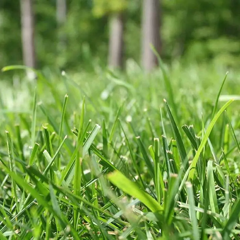 grass seed temperature - TikTok Shop