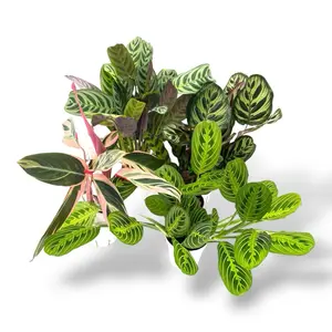 Prayer Plant Bundle, Live Plants, 4 Inch Pots
