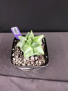 Astrophytum Myriostigma cv. Kikko Cactus Succulent - Small Potted Flowers and Plants for Home Garden Succulent & Cactus Plant Decor