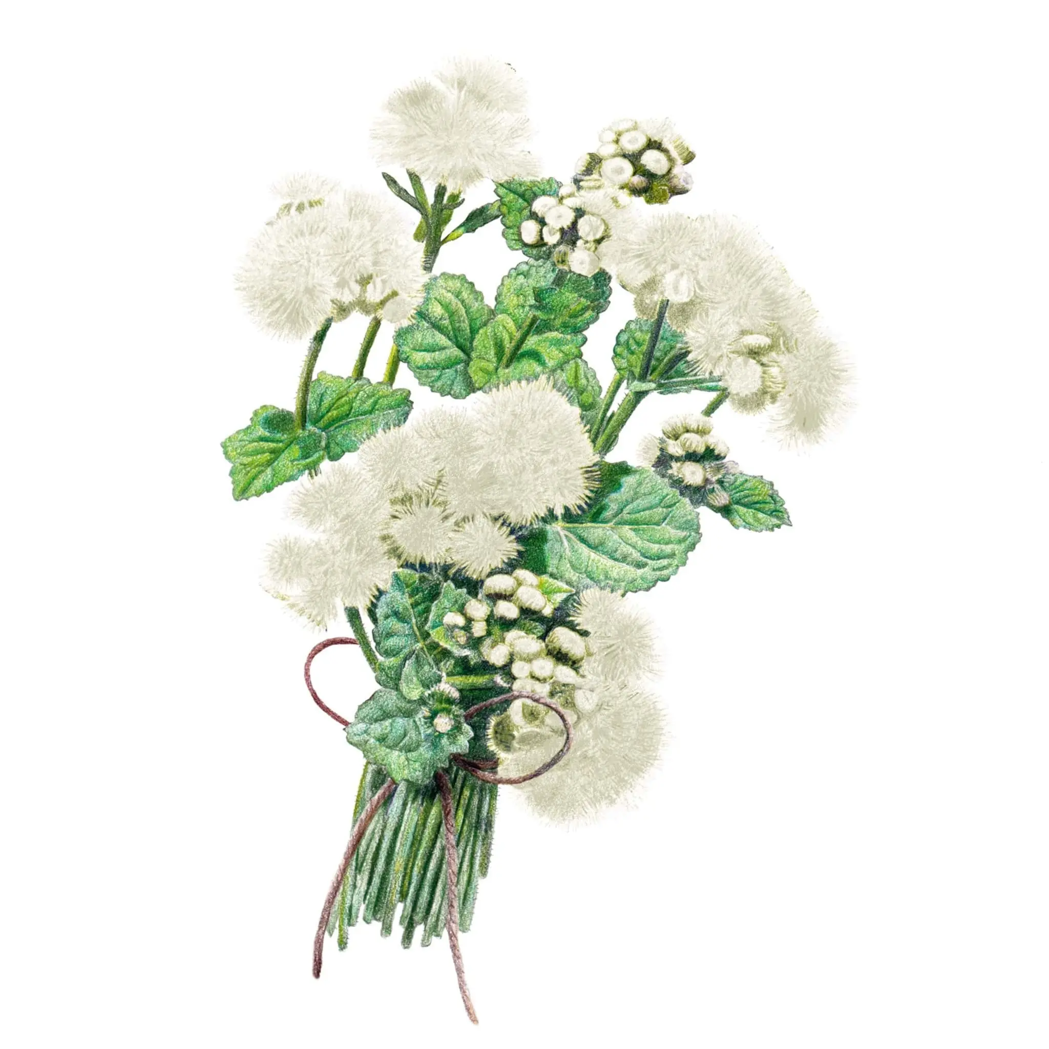 Dondo White Ageratum Seeds