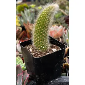 Monkey Tail Cactus