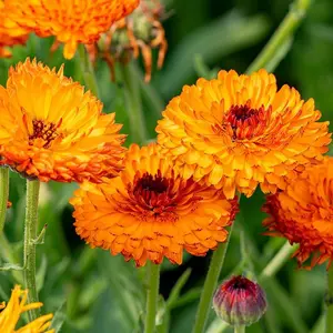 Calendula Seeds for Planting - Non-GMO Heirloom Packet with Instructions to Plant a Home Garden - Medicinal Orange Blooms That Pollinators Love - Grow Herbal Tea