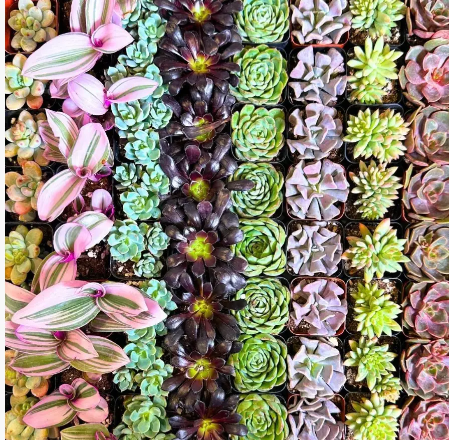 BOGO: BUY 6, GET 6 - Real Succulent & Cacti Variety Bundle (LIVE Exclusive Only!)