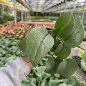 Platinum 4” Scindap, Live Plant Indoor Plant - Natural Aroma with Versatile Care