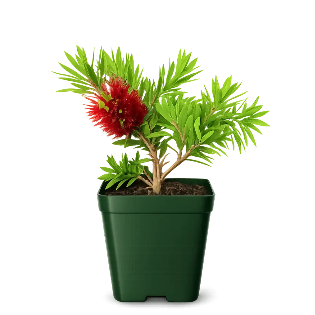 Weeping Red Bottlebrush – Evergreen Pollinator Starter Shrub
